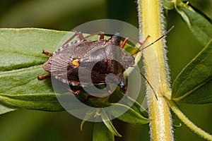 TheÂ forest bugÂ orÂ red-legged shieldbugÂ (Pentatoma rufipes).Top view